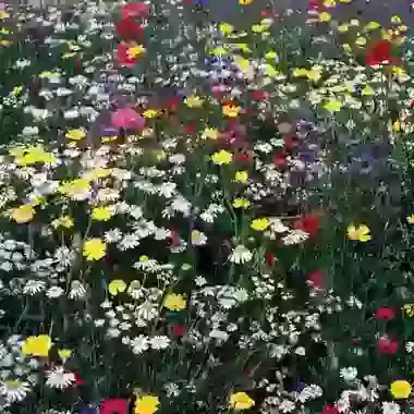 Annual Cornfield Mix